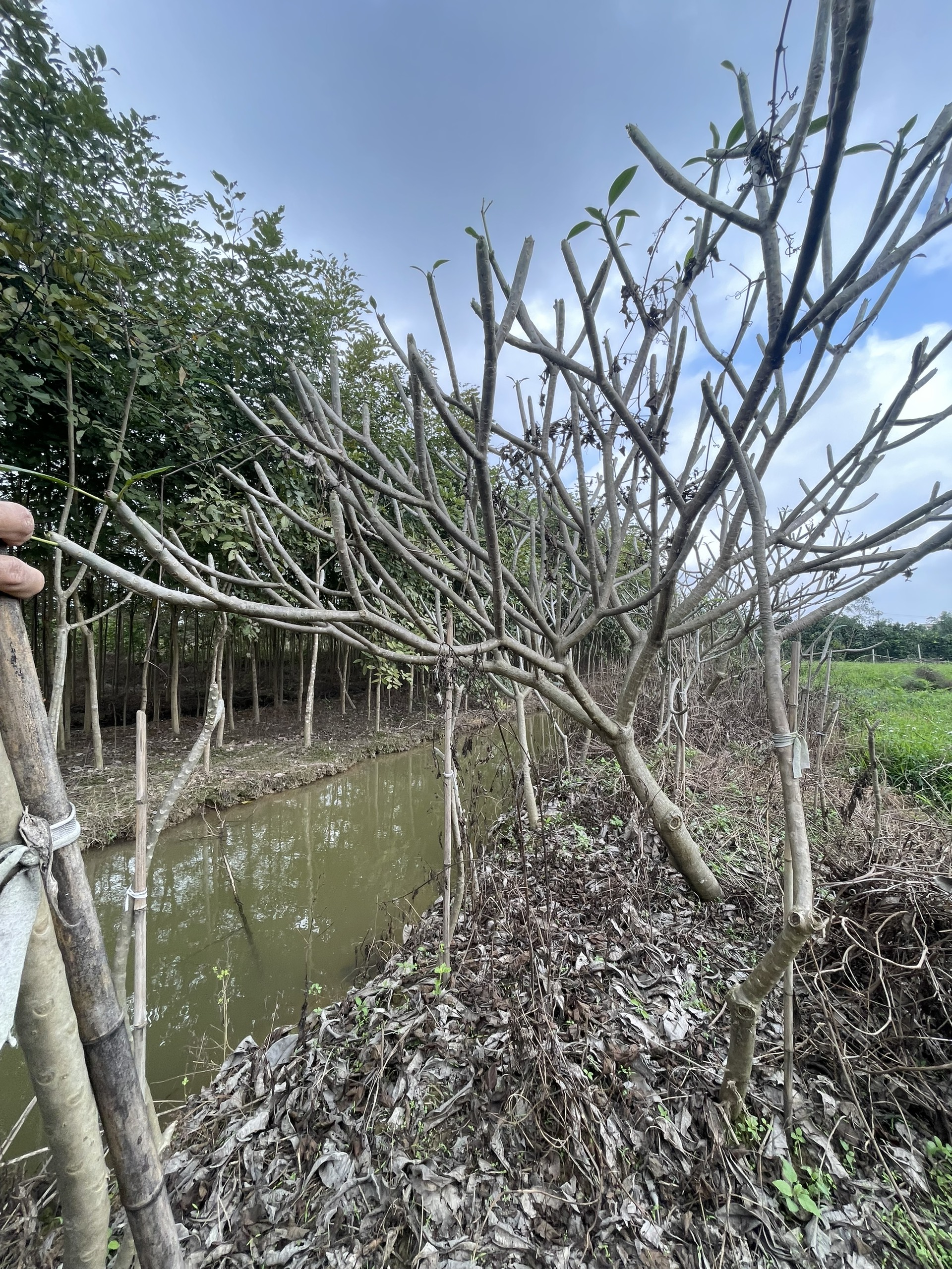 cây đại hoa đỏ toán xòe cổ thụ