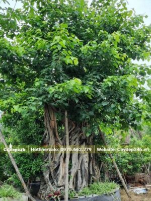 Cây Đề cổ thụ cao 2m, vanh khoảng 200