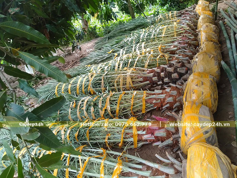 Cây Chà Là Trung Đông mới bứng bầu và bó gọn cành lá để giao cho khách
