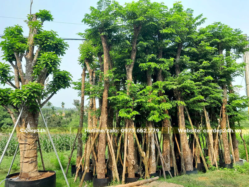 Vườn dưỡng ủ số lượng lớn cây Giáng Hương huyết cao hơn 4m