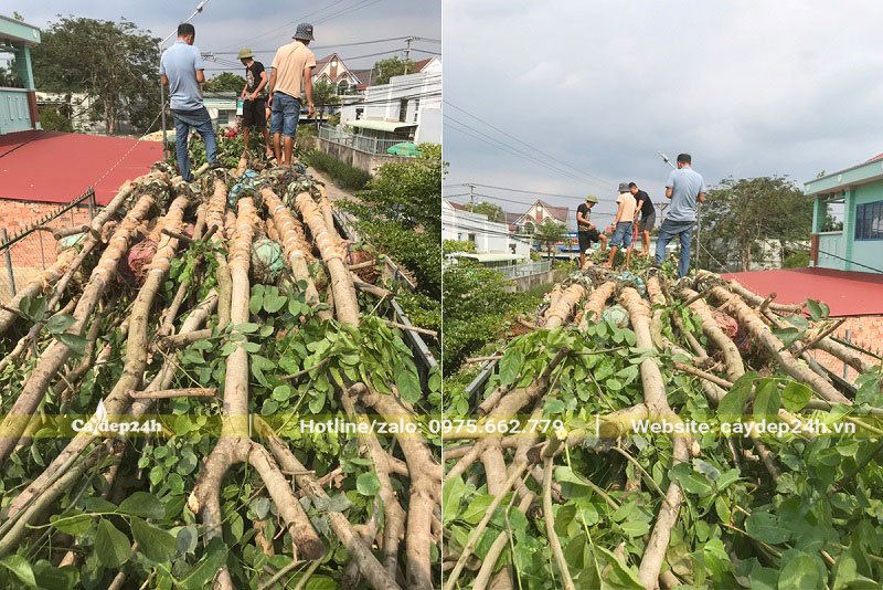 Kiểm tra loại số lượng cây giáng hương trước khi giao đến công trình