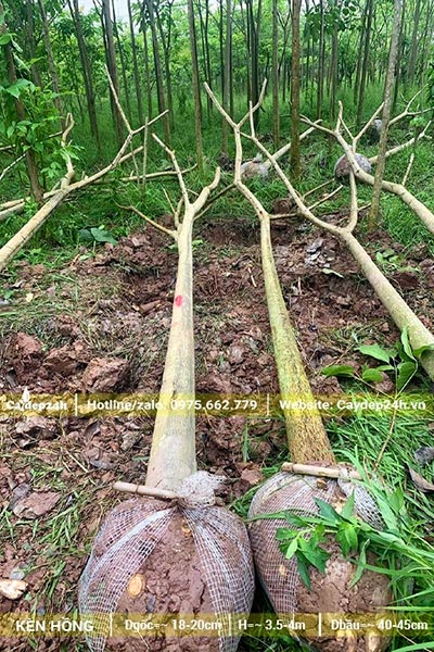 Mua cây Chuông Hồng bứng thẳng, đk gốc 15cm