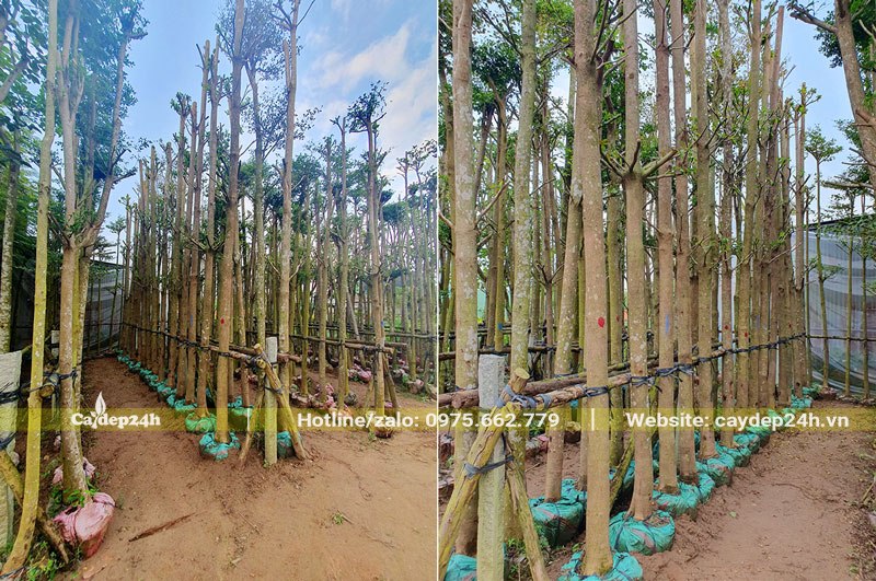 Vườn dâm ủ cây Bàng Lá nhỏ đường kính 15cm