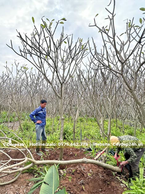 Công nhân đang bọc bầu cho cây hoa Đại mới bứng