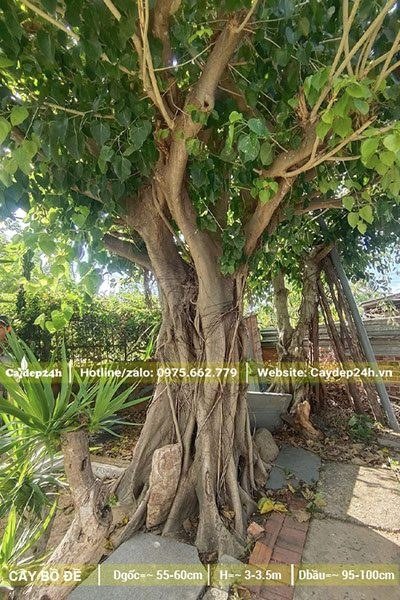 Hai cây Bồ Đề trồng trước nhà, đk gốc khoảng 50 - 60cm