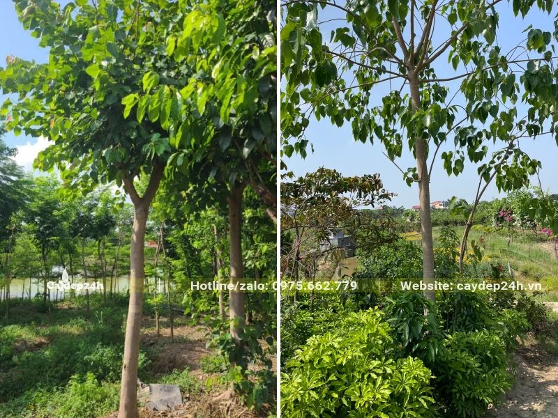Vườn trồng cây Bồ Đề công trình, đường kính 10cm