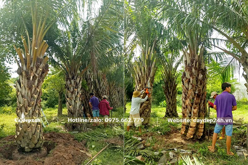 Công nhân đang cưa bỏ những bẹ lá già