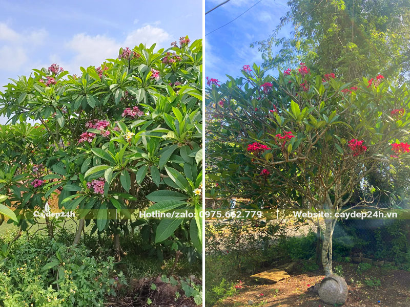 Cây hoa Đại Đỏ trưởng thành đang ra hoa