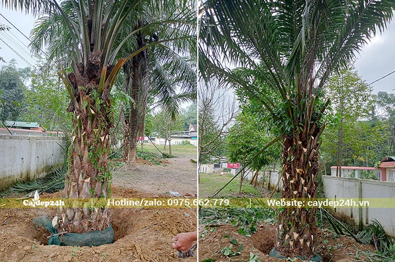 Trồng hàng cây Cọ Dầu công trình lóng 1m5