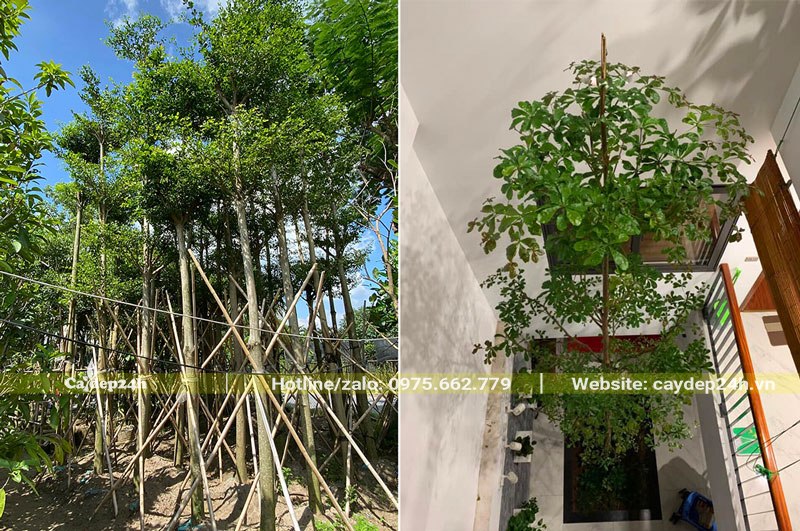 Trồng bàng lá nhỏ làm cây chủ đạo trong giếng trời