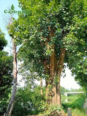Cây Bồ Đề công trình đẹp, cao 4 - 5m