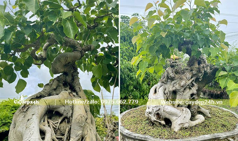 Chậu cây cảnh Bồ Đề bonsai cổ thụ