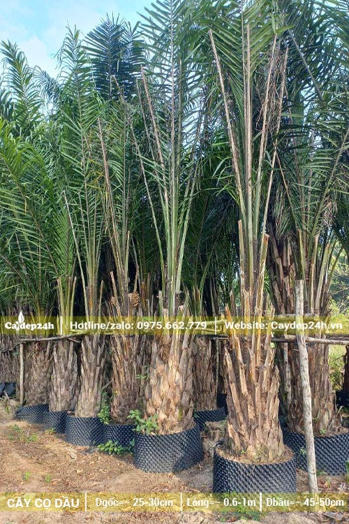 Cọ Dầu dâm ủ bầu nổi lóng thân cao 60cm
