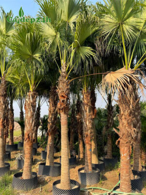 Cây Cọ Da Trơn dâm ủ, lóng thân cao 1,5m