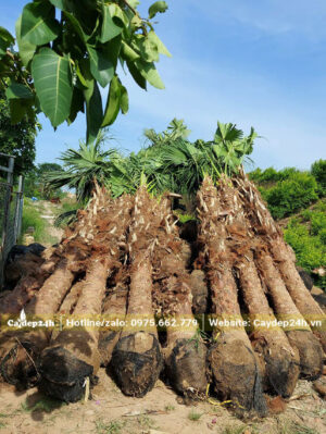 Đánh bầu Cọ Trơn công trình và xếp thành từng đống