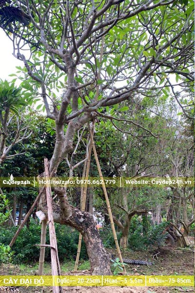 Cây hoa Đại đỏ cổ thụ đường kính gốc 20cm trở lên