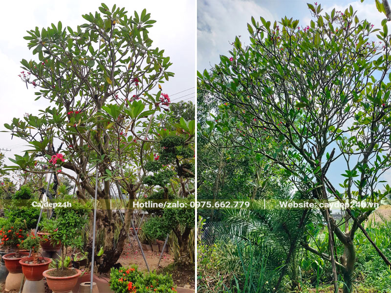 Vườn dâm ủ cây hoa Đại đỏ cổ thụ