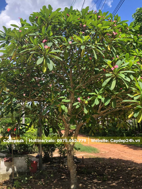 Cây đại đỏ nở hoa đẹp, chiều cao khoảng 3m