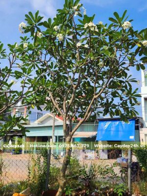 Cây hoa đại màu trắng đã dâm ủ nhiều năm