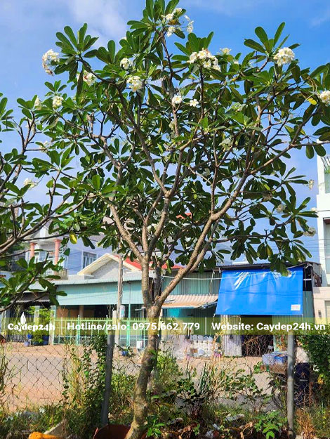 Cây hoa đại màu trắng đã dâm ủ nhiều năm