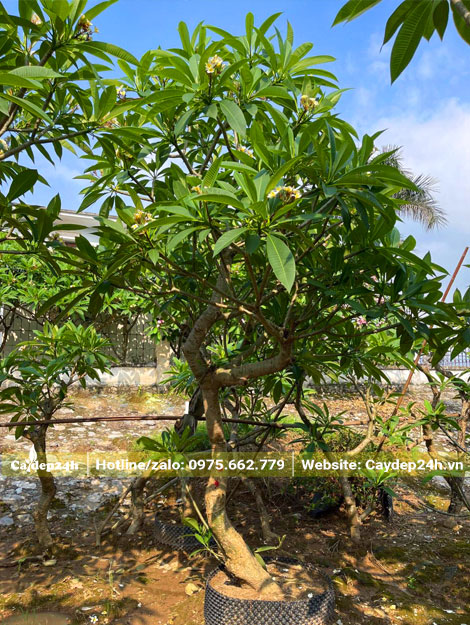 Dưỡng ủ cây hoa đại vàng cao 2m