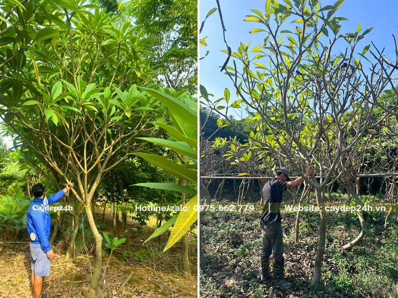 Vườn nuôi trồng số lượng lớn cây hoa Đại vanh 20 - 30
