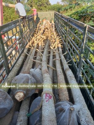 Số lượng lớn cây hoa Gạo đánh thẳng xếp trên thùng xe đầu kéo, đk gốc đồng đều từ 20 - 25cm