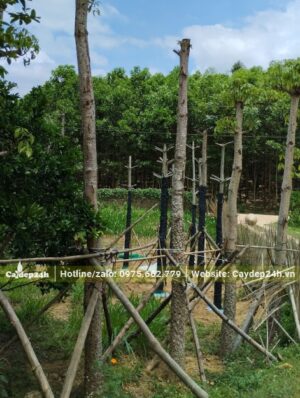 Hàng chục cây hoa Gạo đk gốc 15 - 20cm vừa dâm ủ, đã cắt bỏ hết tai cành