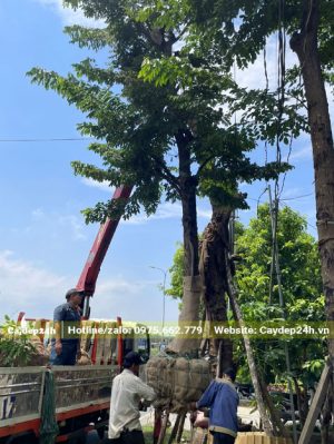 Cây Giáng Hương cổ thụ đã dâm ủ nhiều năm