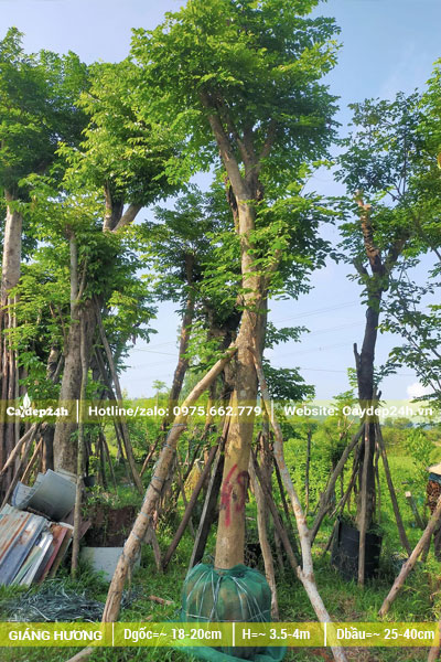 Những cây Giáng Hương đẹp, dâm ủ thời gian lâu