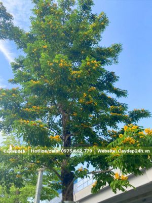 Cây Giáng Hương nở hoa vàng ấn tượng