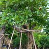 Cây hoa đại công trình đã dâm ủ nhiều năm, cao hơn 2m