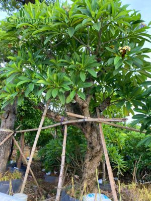 Cây hoa đại công trình đã dâm ủ nhiều năm, cao hơn 2m