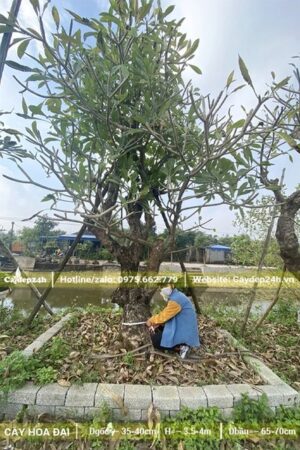 Vườn dưỡng số lượng lớn cây Đại cổ thụ hoa trắng