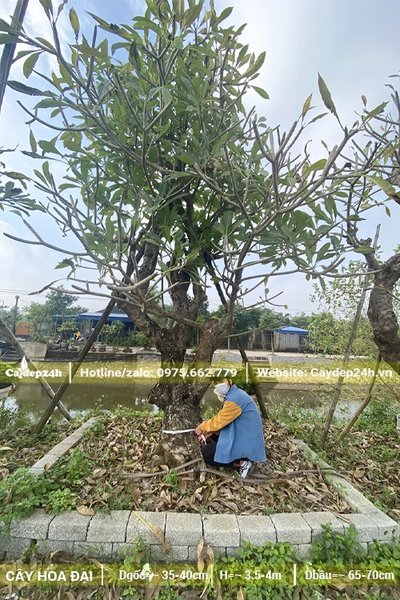 Vườn dưỡng số lượng lớn cây Đại cổ thụ hoa trắng