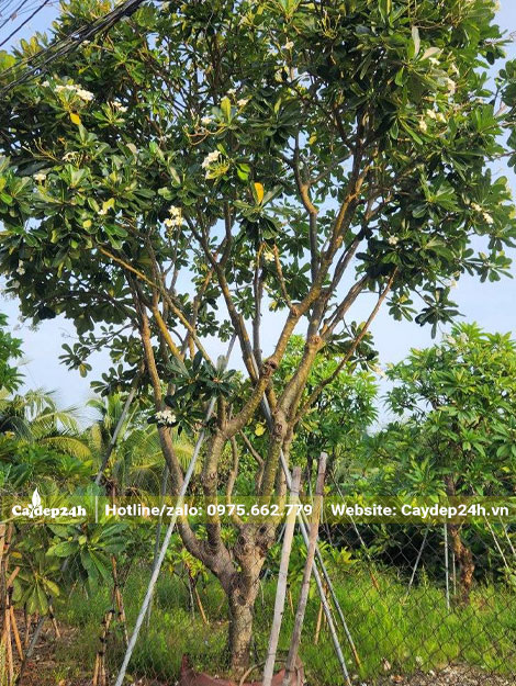 Hoa đại trắng lâu năm đã dâm ủ kỹ