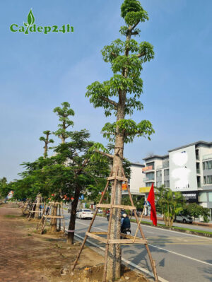 Cây Gạo hoa đỏ trồng vỉa hè đường phố