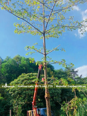 Bứng nóng cây gạo đỏ đường kính gốc 20cm, đã tỉa gọn tay cành trước khi bứng