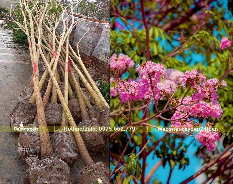 Cây Kèn Hồng đánh thẳng, bầu đẹp, thân thẳng