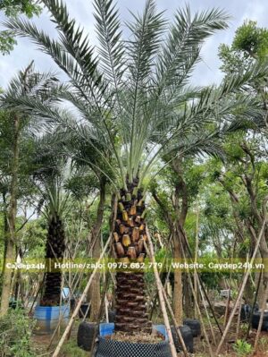 Chà Là mới bứng bầu, lóng 40cm