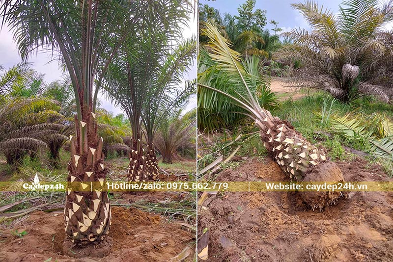 Bứng bầu cây Cọ Dầu công trình lóng thân cao 1m