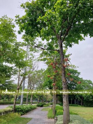 Hàng Sala công trình trồng hơn 2 năm tại một khu đô thị cao cấp
