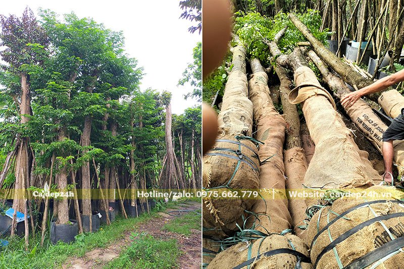 Xếp cây lên xe chuyển cho khách hàng tại Quảng Ninh