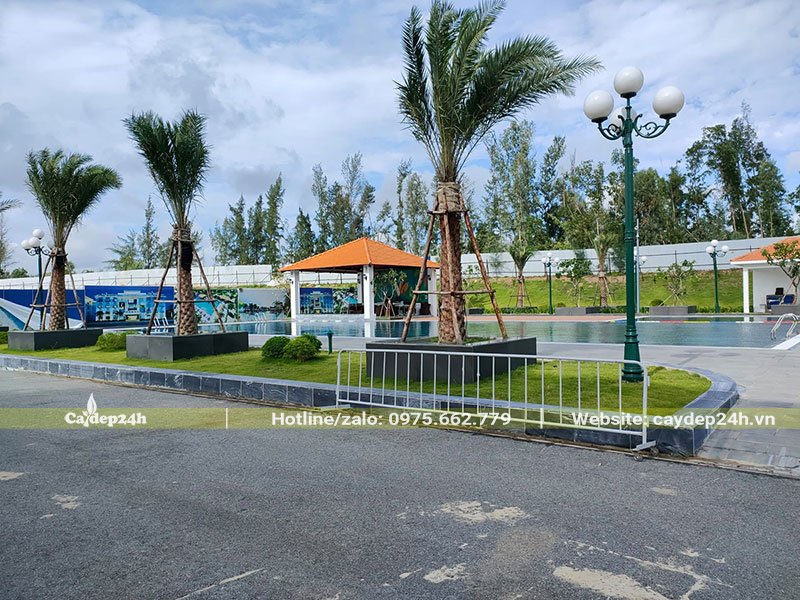 Thu công trồng cây Chà Là Trung Đông tại một khu đô thị mới