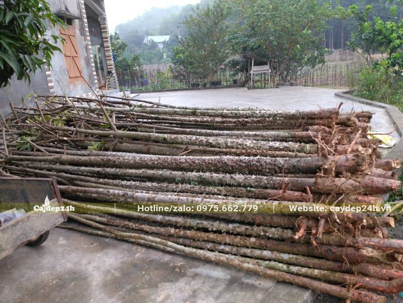 Hơn 30 cây Gạo hoa đỏ công trình đk gốc 10cm