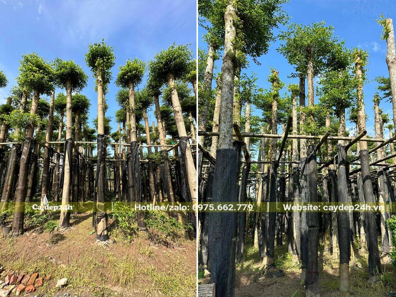 Thân cây bàn lá nhỏ được bọc lưới đen giúp tránh mất nước thời gian đầu dâm ủ