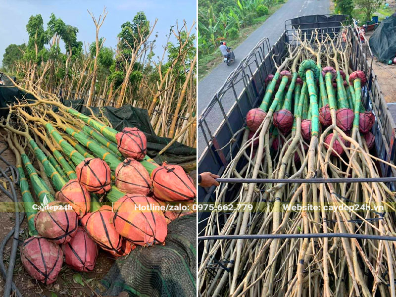 Tập kết và xếp cây Kèn Hồng lên xe đầu kéo