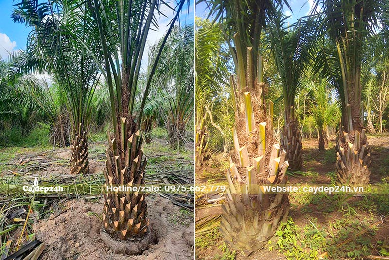 Cọ Dầu công trình có lóng thân cao 100cm