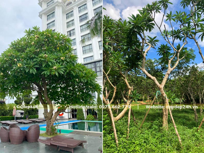 Cây Hoa Đại trắng đường kính 12 - 20cm trồng khuôn viên resort