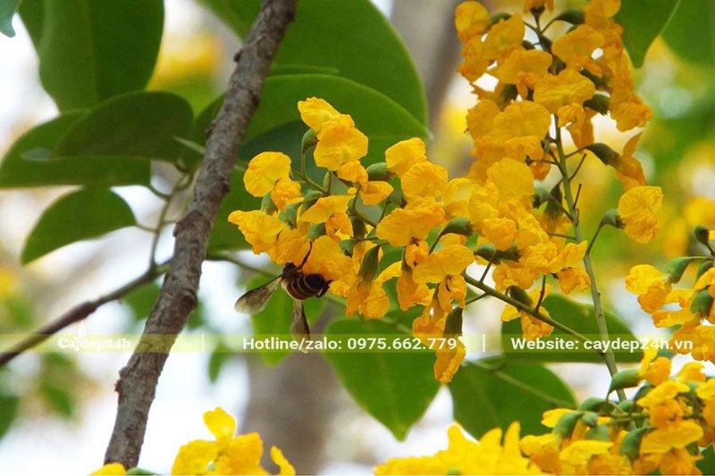 Chùm hoa Giáng Hương màu vàng rực